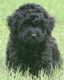black miniature poodles for sale