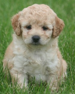 Miniature poodle puppy