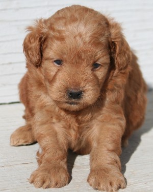 Miniature poodle puppy
