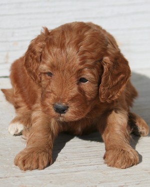 Miniature poodle puppy
